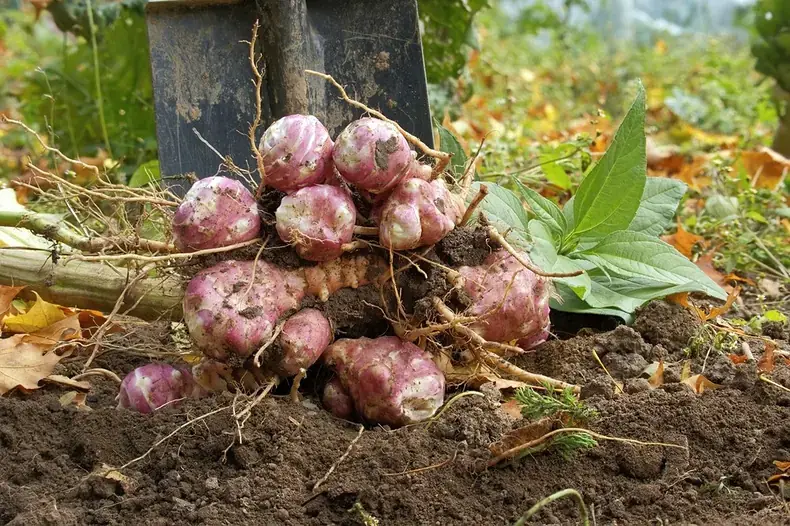 Tubercules de Topinambour à Planter (5 pièces)